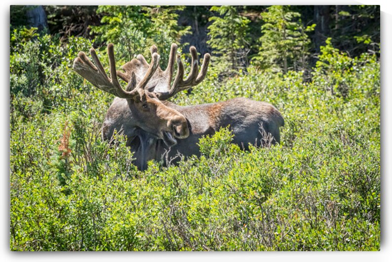 Smiling Bull Moose by Bo Insogna