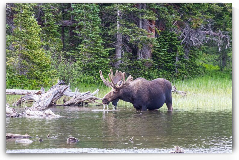 Water Feeding Moose by Bo Insogna