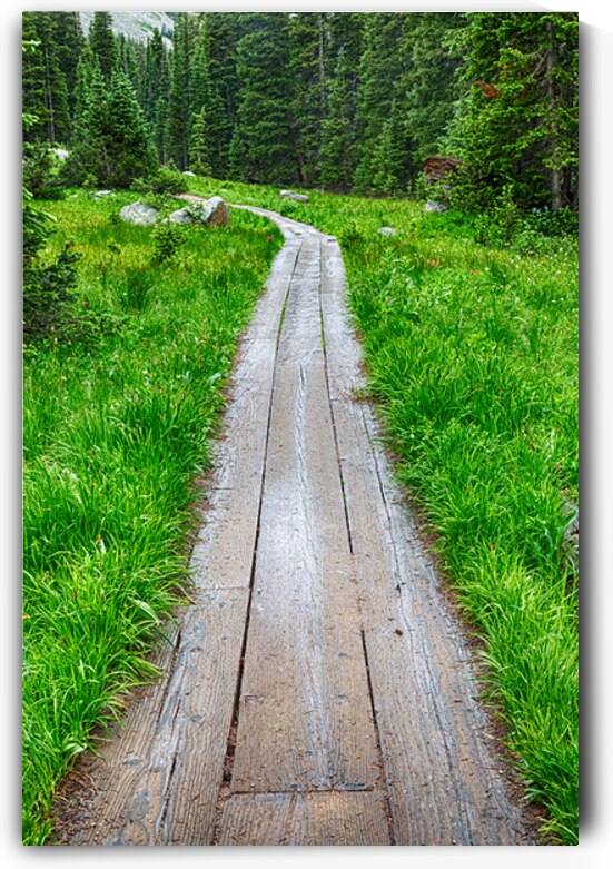 Wooden Forest Path by Bo Insogna