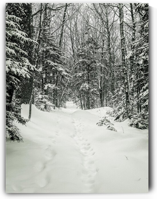 The Snow Path by Blaine Stoner