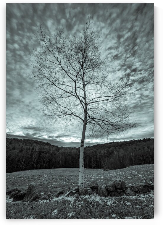 Birch and Sky by Dave Therrien