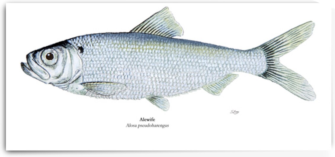 Alewife Painting by Stephen Emms