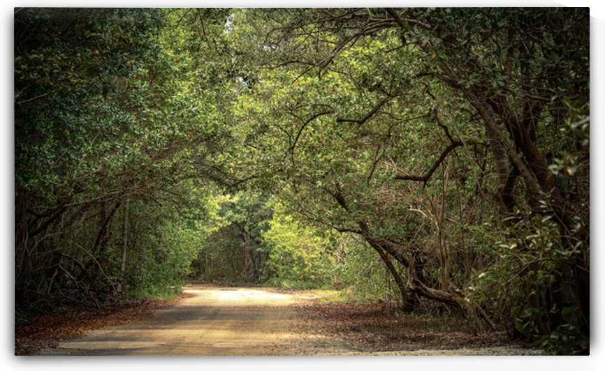 THE GREEN TUNNEL by JOPIZ
