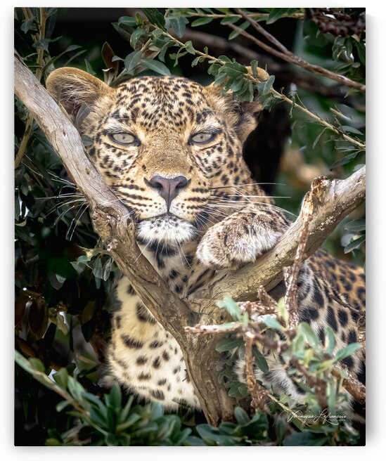 Doux Regard by Veronique Lefrancois