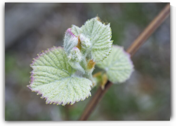 Young Grape Leaves by Iris H Richardson