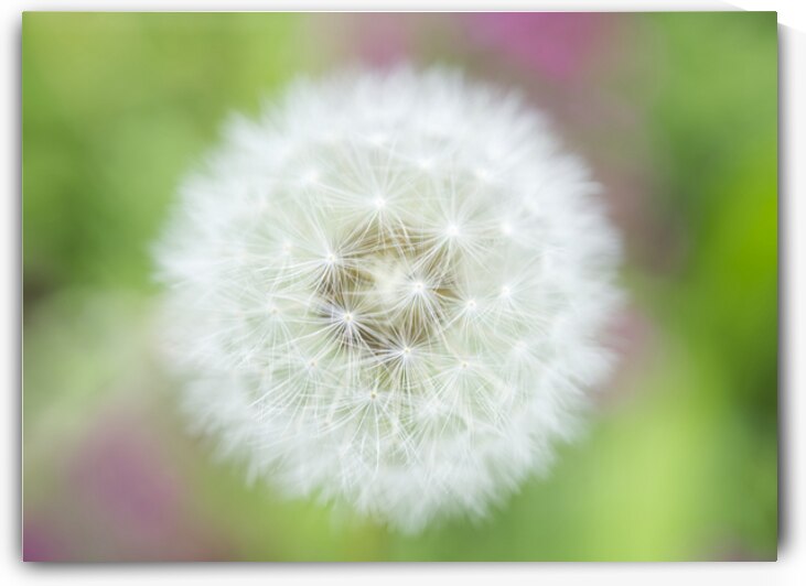 Dandelion Puffball with Pink and Green by Iris H Richardson
