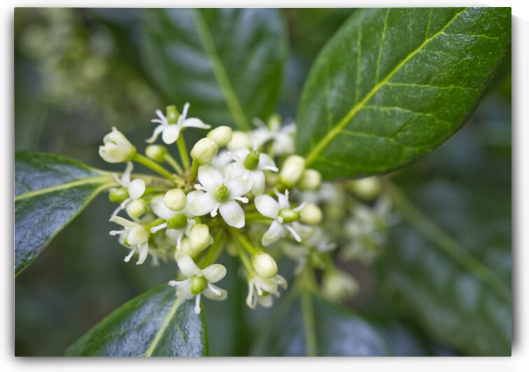 Holly Bush Flowers by Iris H Richardson
