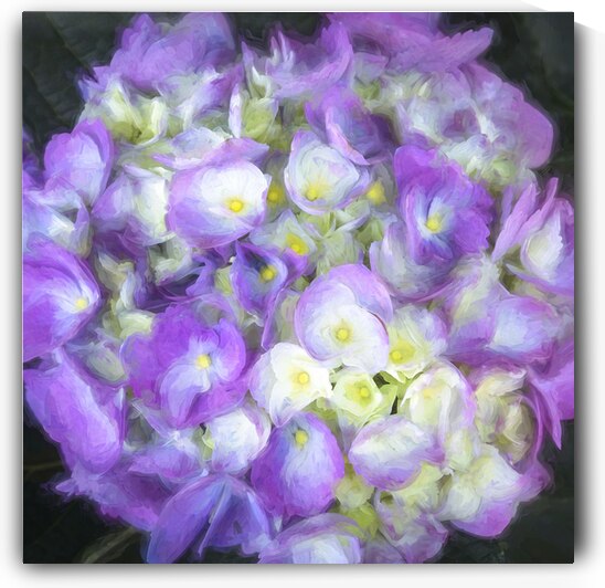 Hydrangea Macrophylla Blue Hydrangea X12 1 by Rich Franco