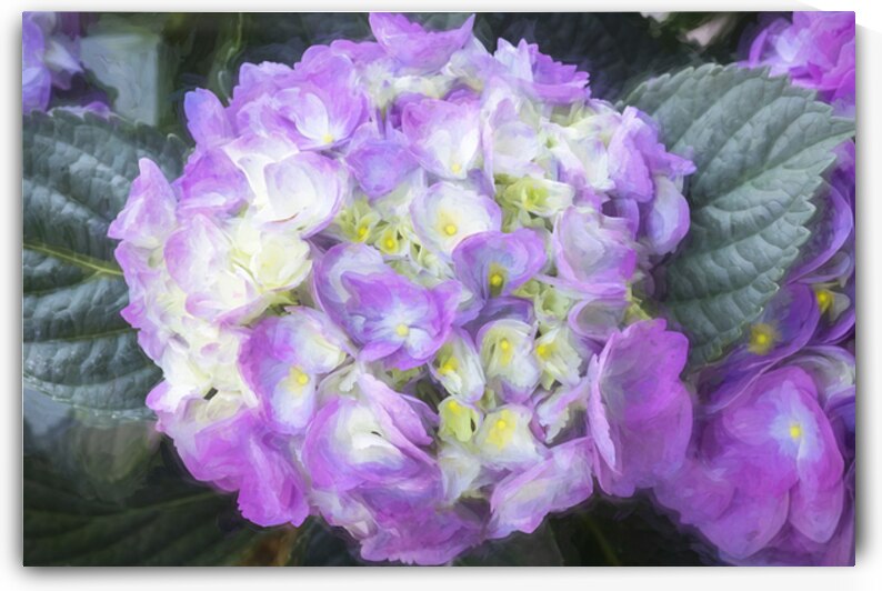 Hydrangea Macrophylla Blue Hydrangea X12 2 by Rich Franco