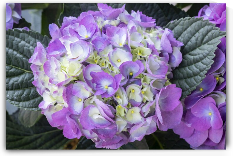 Hydrangea Macrophylla Blue Hydrangea X12 3 by Rich Franco