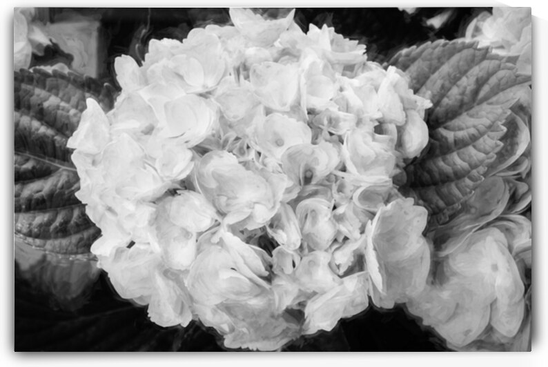 Hydrangea Macrophylla Blue Hydrangea X12 4 by Rich Franco