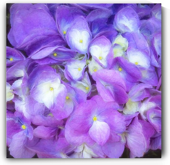 Hydrangea Macrophylla Blue Hydrangea X12 5 by Rich Franco