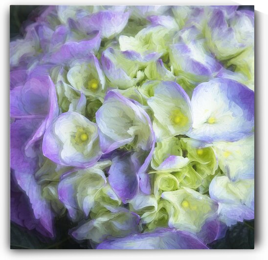 Hydrangea Macrophylla Blue Hydrangea X12 6 by Rich Franco