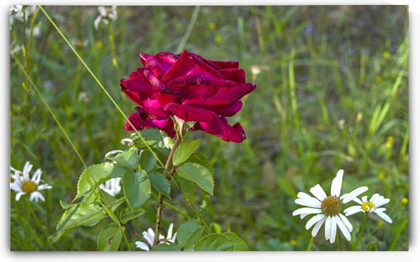 Comme une fin de journee de printemps by Lajuel