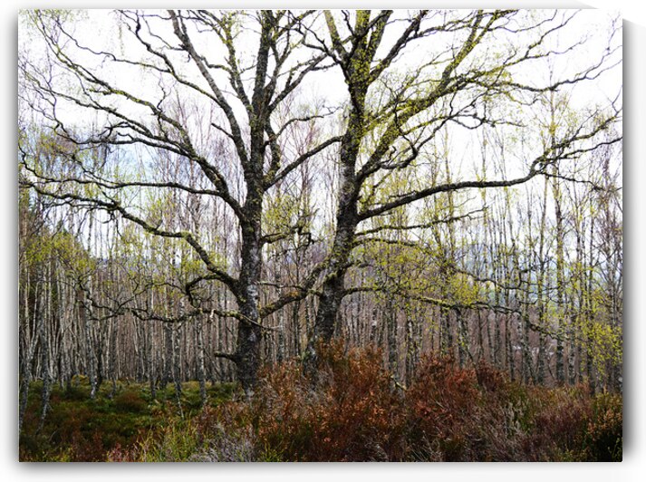   The Fairy Trees in the Scottish Highlands                                                                                                                    by Catriona Roberts Nature Photography and Designs
