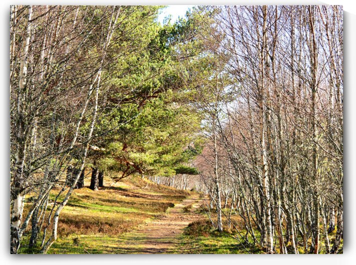 Springs Path Through the Scottish Highlands                                                                                                                      by Catriona Roberts Nature Photography and Designs