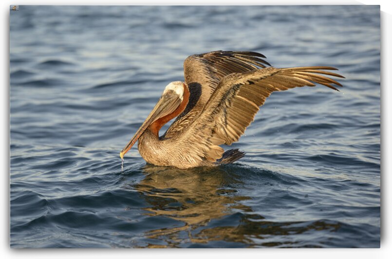 Brown Pelican  by Kevin Oke