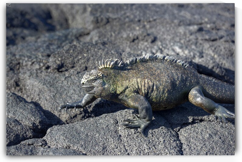 Marine Iguana by Kevin Oke