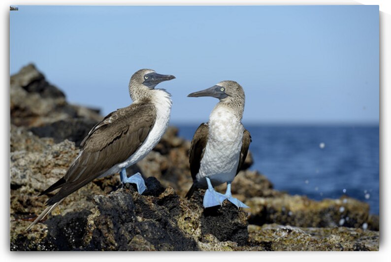 Blue-footed Booby by Kevin Oke