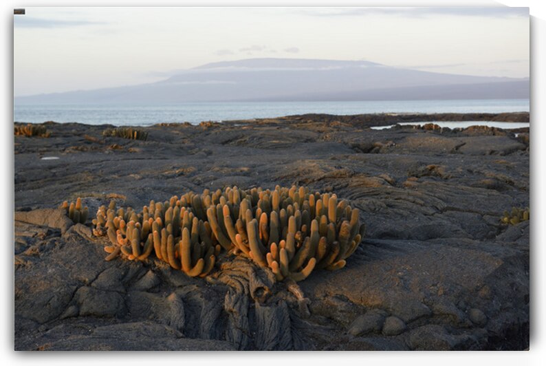 Lava Cactus by Kevin Oke