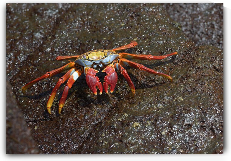 Sally Lightfoot crab by Kevin Oke