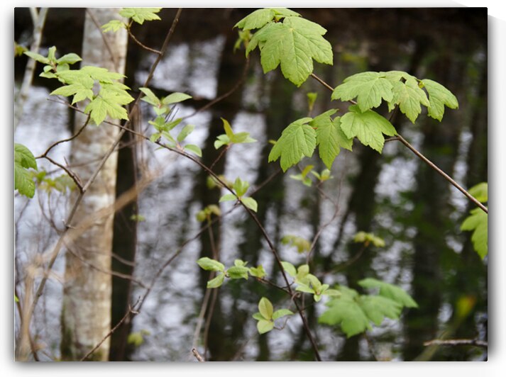   Scottish Highlands Leaves Reflections                                                                                                                     by Catriona Roberts Nature Photography and Designs