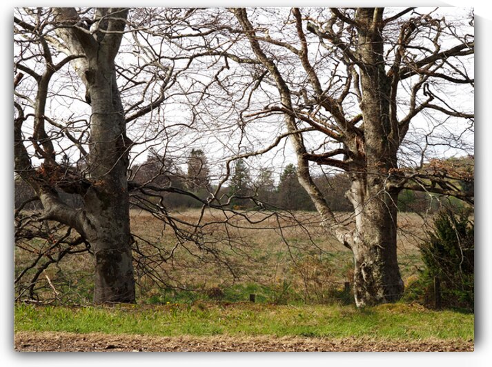  Spring Trees in the Scottish Highlands                                                                                                                     by Catriona Roberts Nature Photography and Designs