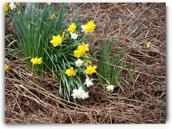 Scottish Highlands Daffs Amidst the Ferns                                                                                                                      by Catriona Roberts Nature Photography and Designs