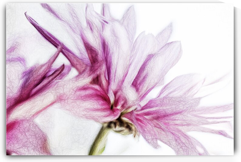 Enchanting Garden Flowers IV by R Natale Photography