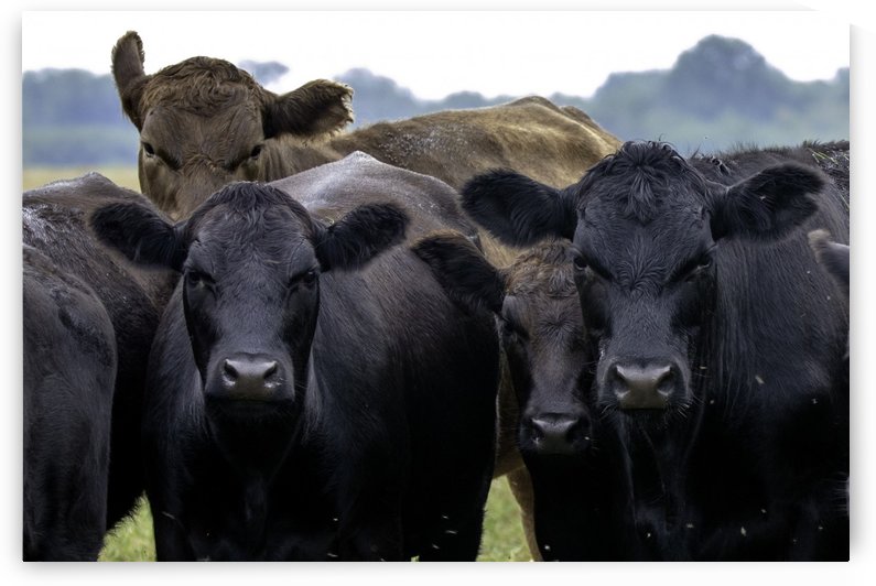Beef by Joe Riederer