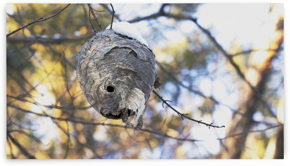 paper wasp nest in winter by Joe Riederer