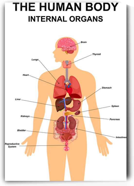 Internal organs of human body by Point Art