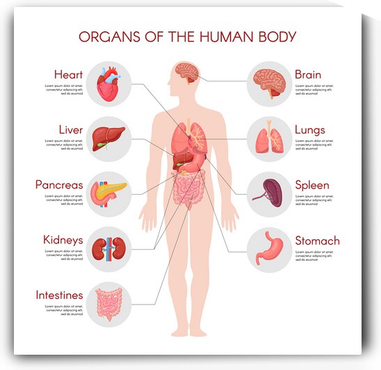 Organs of Human body by Point Art