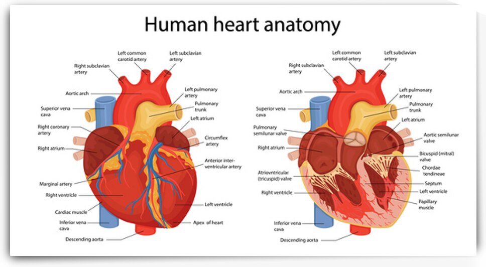Human heart anatomy by Point Art