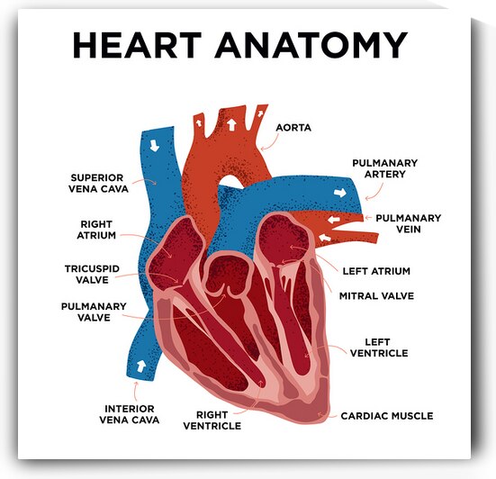 Heart Anatomy by Point Art