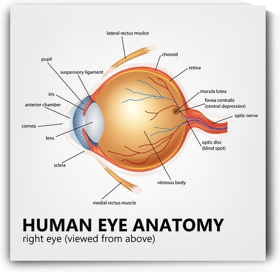 Human Eye Anatomy of Right Eye by Point Art