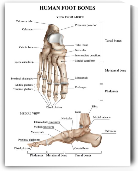 Foot Bones Anatomy by Point Art