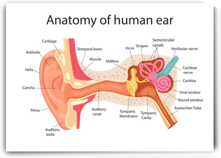 Anatomy of the human ear by Point Art
