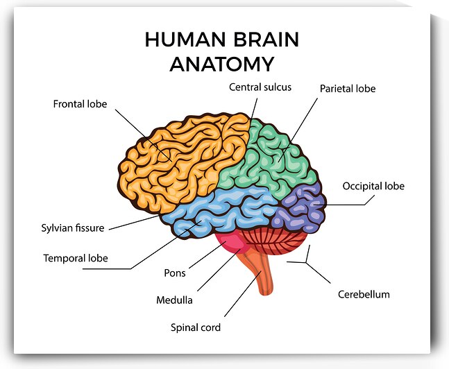 Human Brain Anatomy   by Point Art