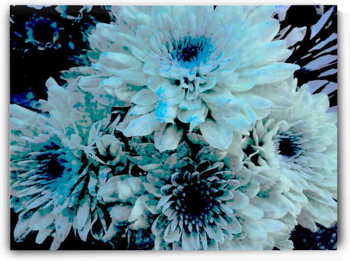 Blue Chrysanthemums  by Catriona Roberts Nature Photography and Designs