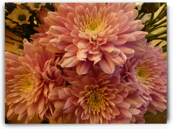 Impressionistic Pink Chrysanthemums  by Catriona Roberts Nature Photography and Designs