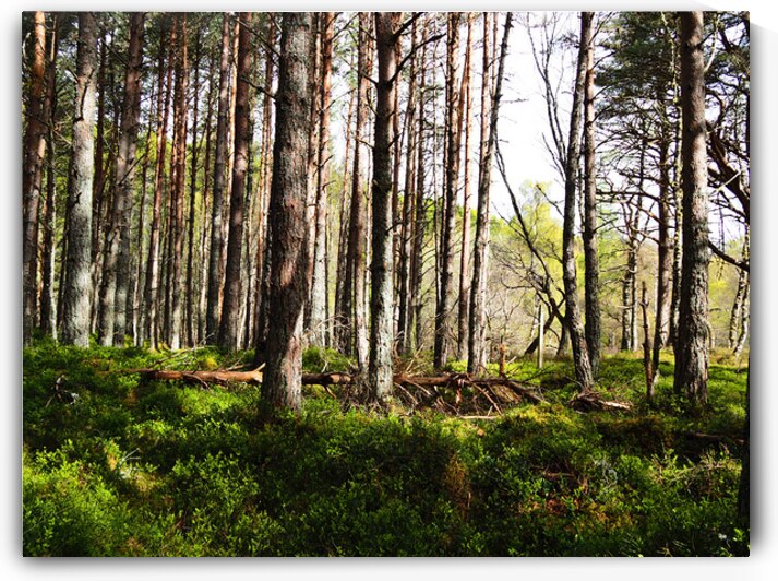 Spring Time in the Scottish Highlands                                                                                                                     by Catriona Roberts Nature Photography and Designs