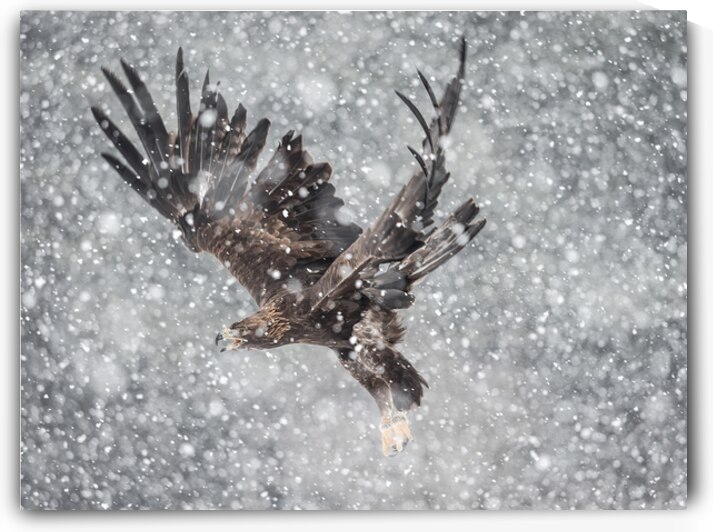 Gold Eagle in Flight by Luyi