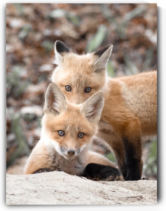 Fox Cubs by Luyi