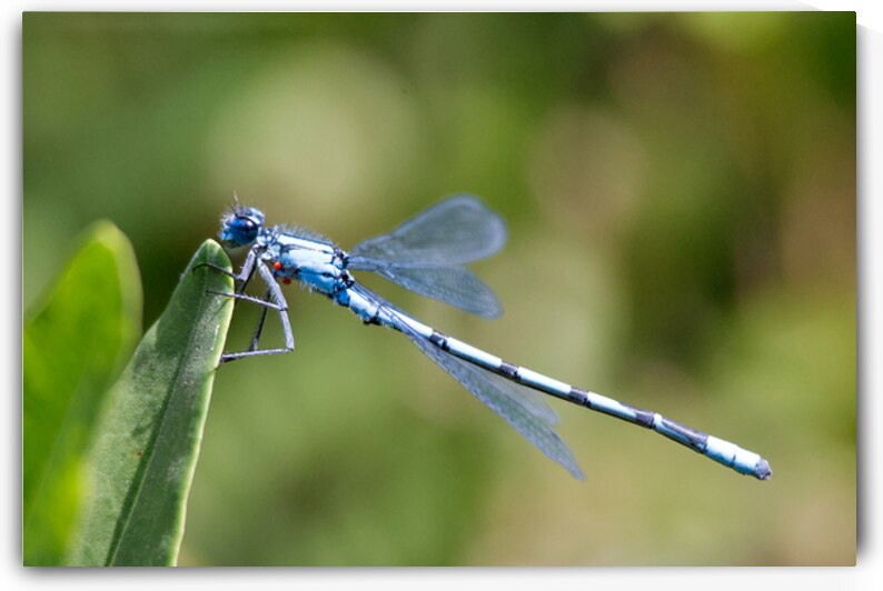 Dragonfly by Atikuss