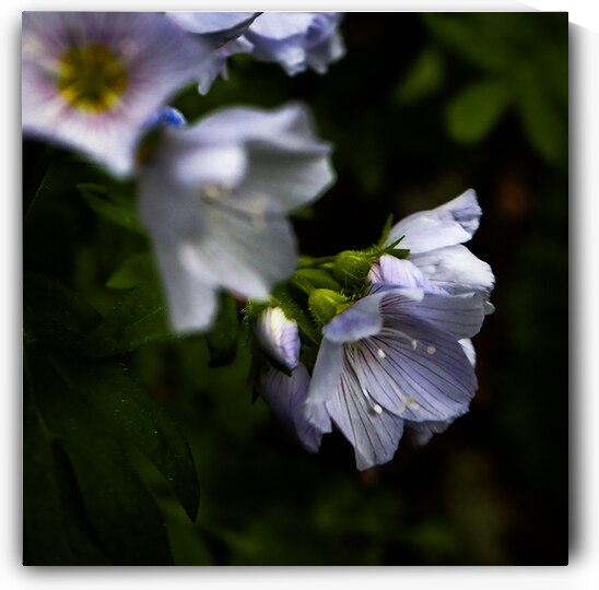 Flirt by Resonant Reflections