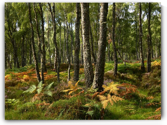 Scottish Highlands Summer Birch by Catriona Roberts Nature Photography and Designs
