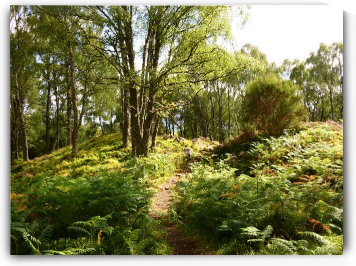 Scottish Highlands Summer Walk by Catriona Roberts Nature Photography and Designs