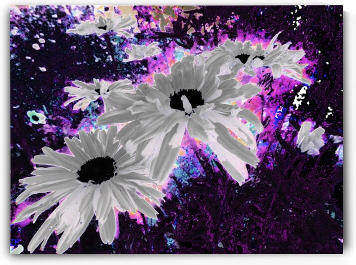 Abstract Monochrome Daises on a Coloured Background by Catriona Roberts Nature Photography and Designs