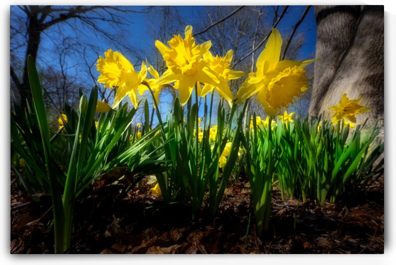 Trumpeting the Arrival of Spring by Rick Berk